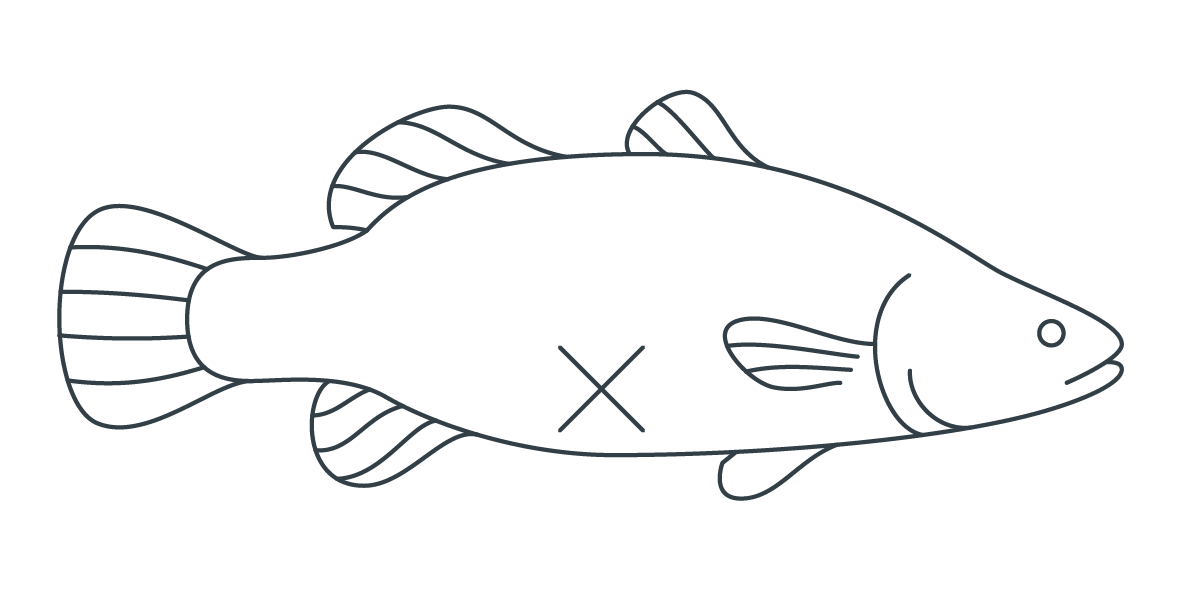 Illustration of gilled, gutted and scaled whole Opal Barramundi for professional kitchen use