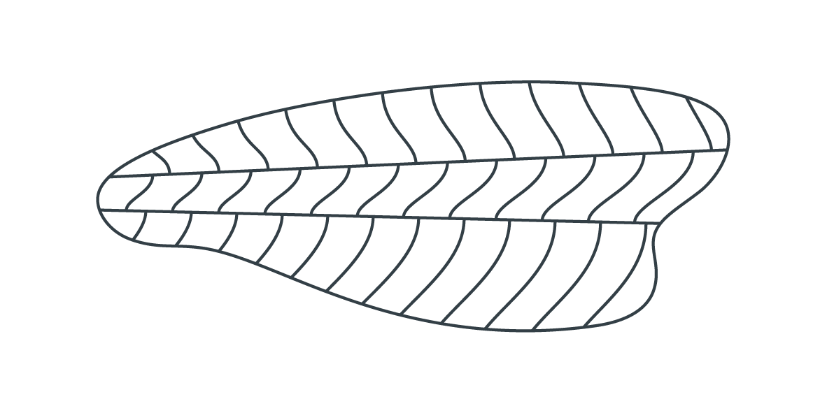 Illustration of Opal Barramundi skin on fillets showing premium white fish texture