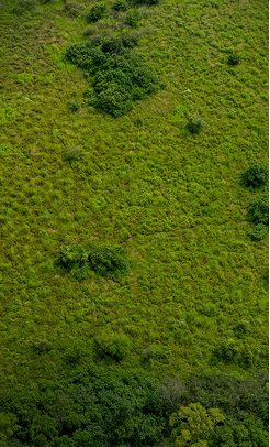Australian wetland environment supporting sustainable barramundi farming