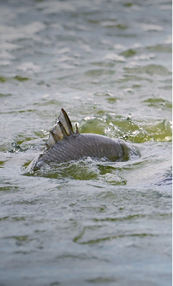Barramundi swimming in water within a controlled Australian farming environment