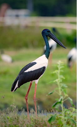 Native bird species living alongside Opal Barramundi wetland ecosystems