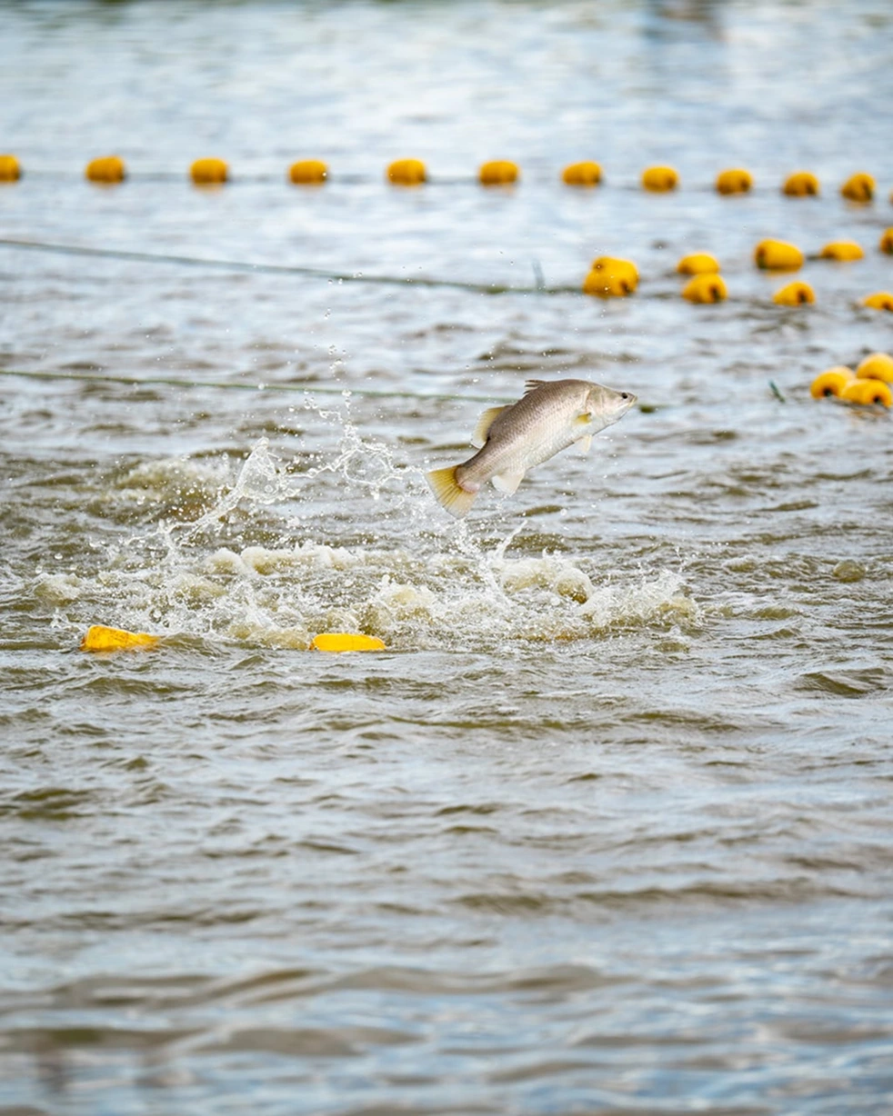 opal-barramundi-sustainability-certifications
