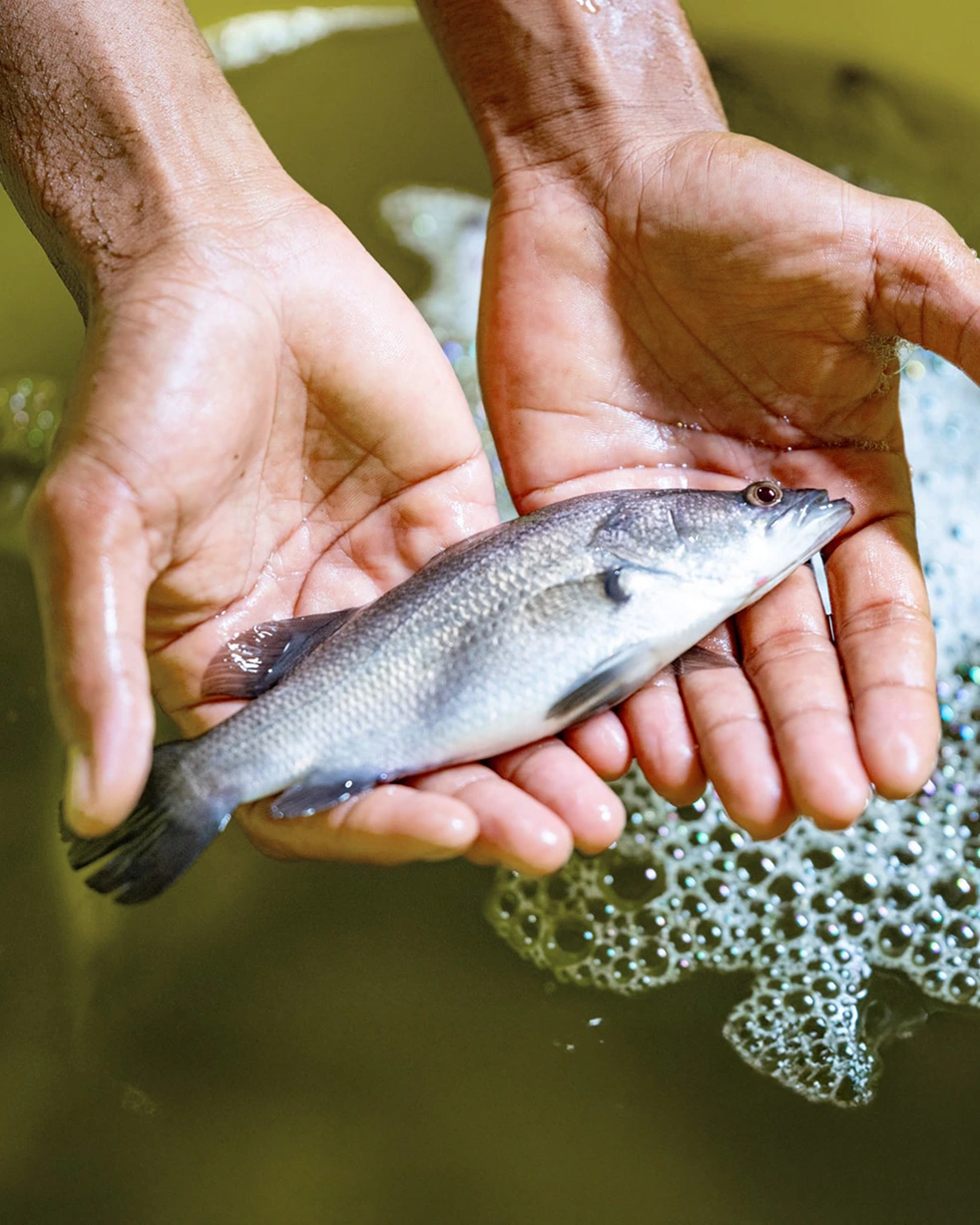 opal-barramundi-the-farm-family-owned-expertise