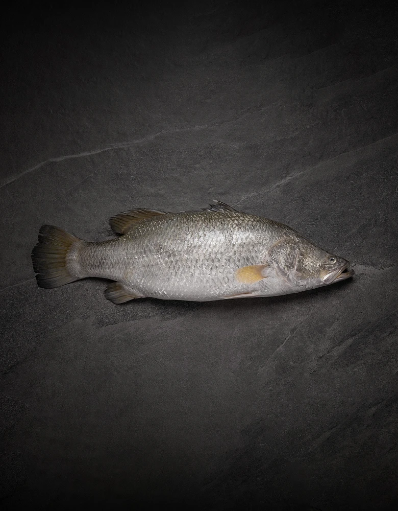 opal-barramundi-the-fish-hero-mobile