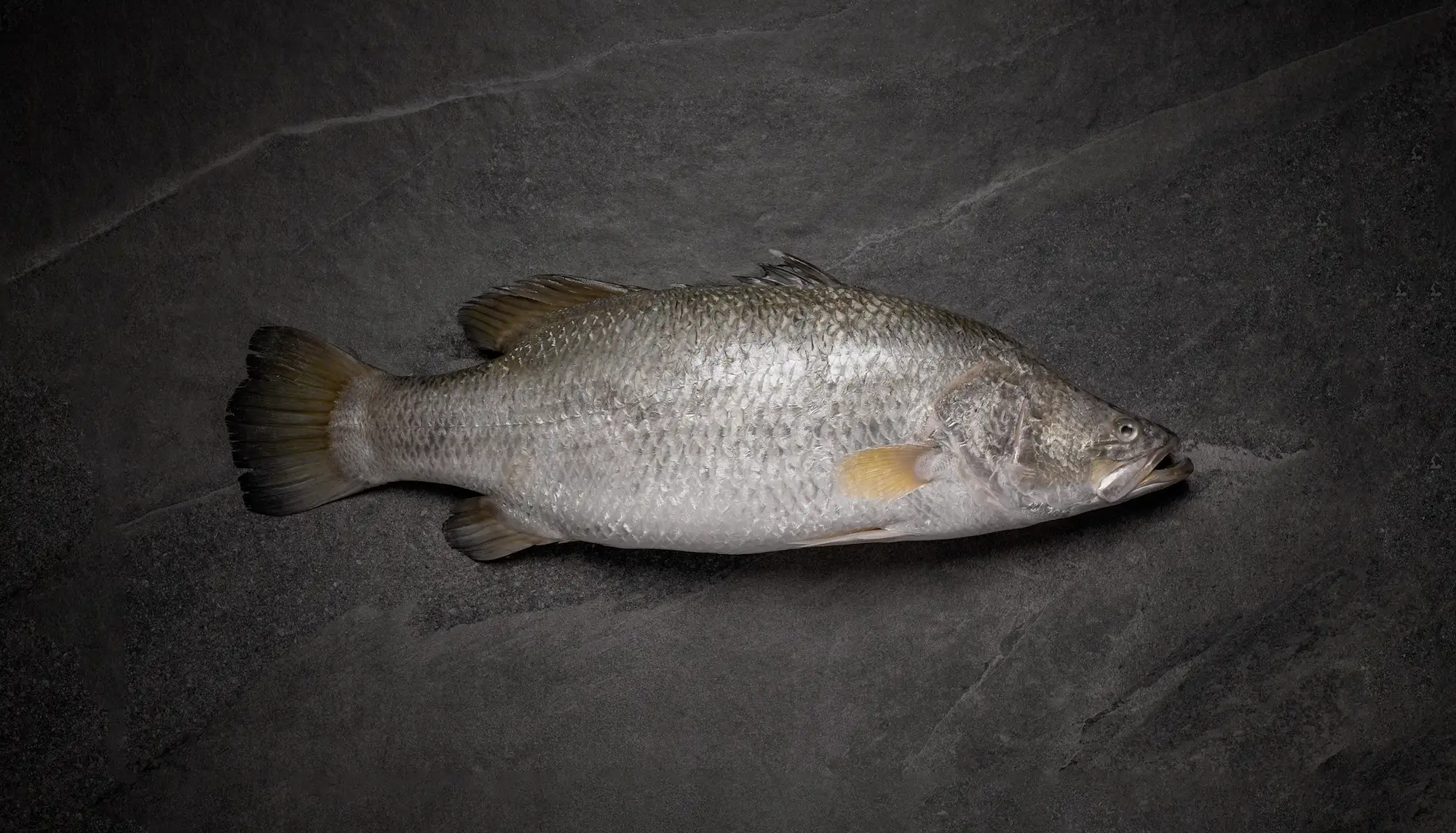 opal-barramundi-the-fish-hero