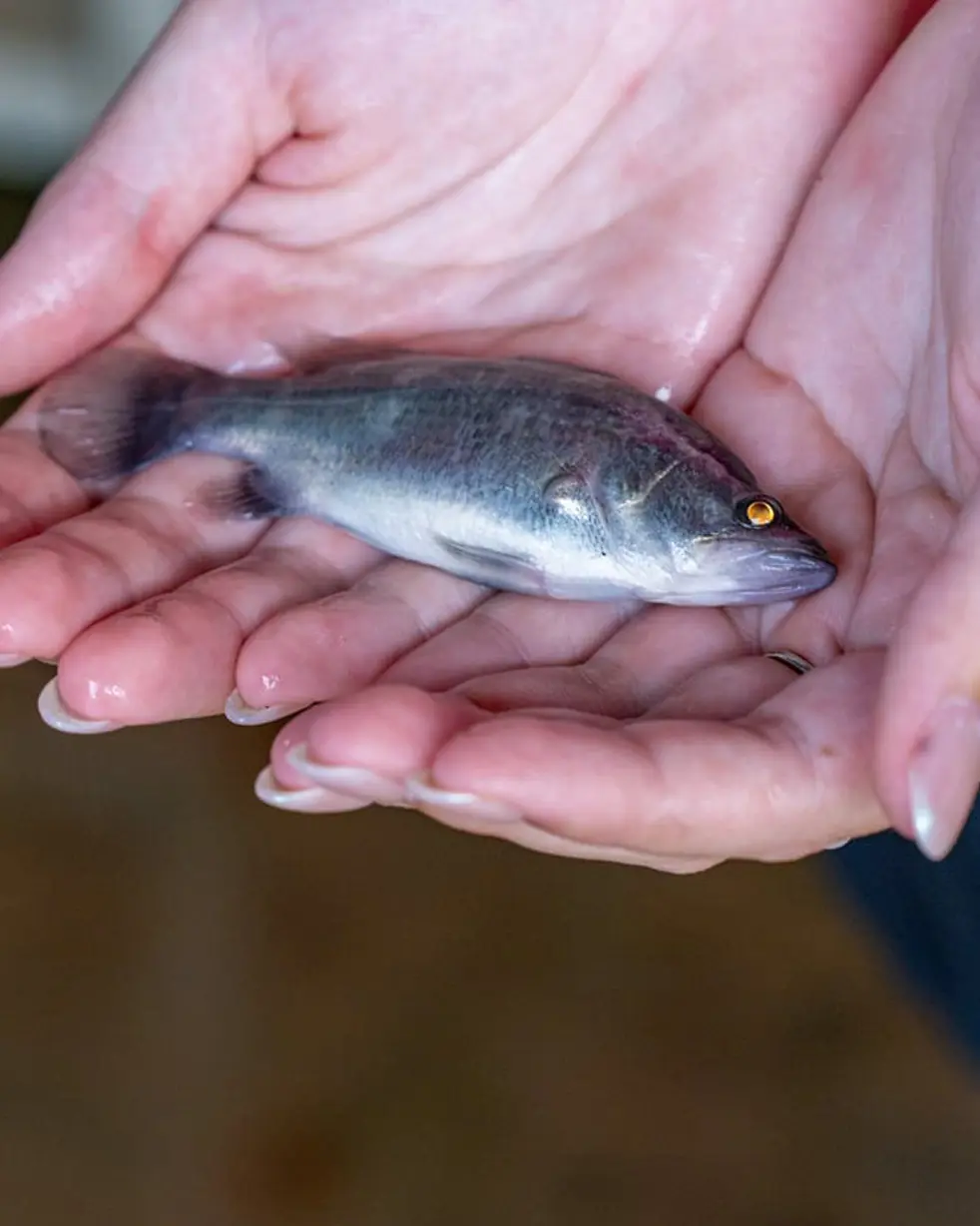 opal-barramundi-the-origins-of-australian-barramundi